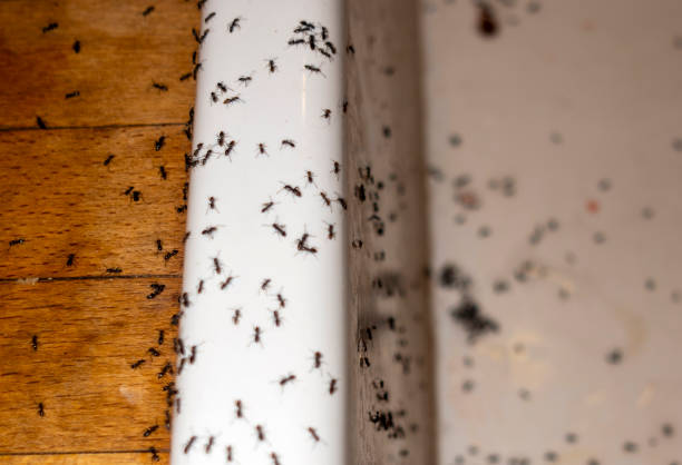 Pest Prevention Services in Porter, IN