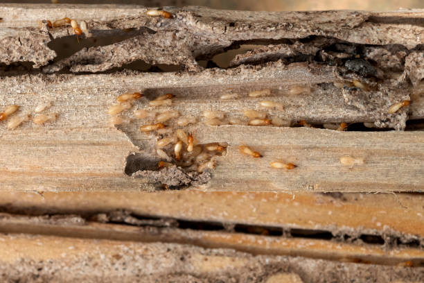 Best Wildlife Control Services  in Porter, IN